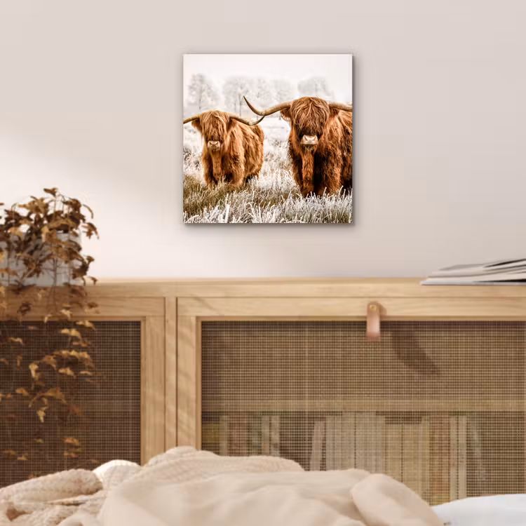 Schotse hooglander - Koe - Natuur - Winter aluminium wit klein -sfeer3