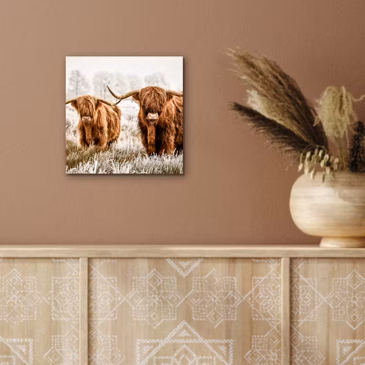 Schotse hooglander - Koe - Natuur - Winter aluminium wit klein -sfeer4