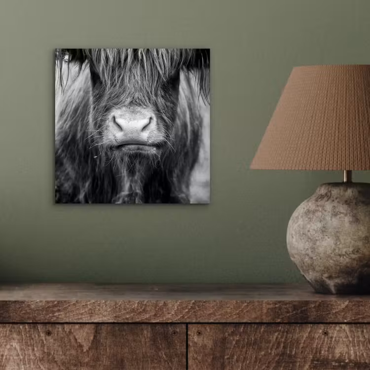Schotse hooglander - Koe - Zwart - Wit - Dieren aluminium wit klein -sfeer2