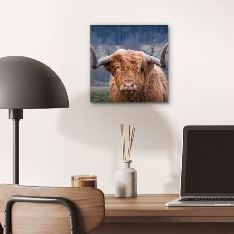 Schotse Hooglander - Koeienkop - Landschap - Natuur - Koe aluminium wit klein -sfeer5