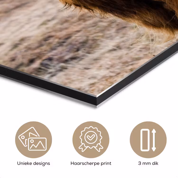Schotse hooglander - Landschap - Koe - Bruin - Dieren - Natuur aluminium wit klein -closeup_NL