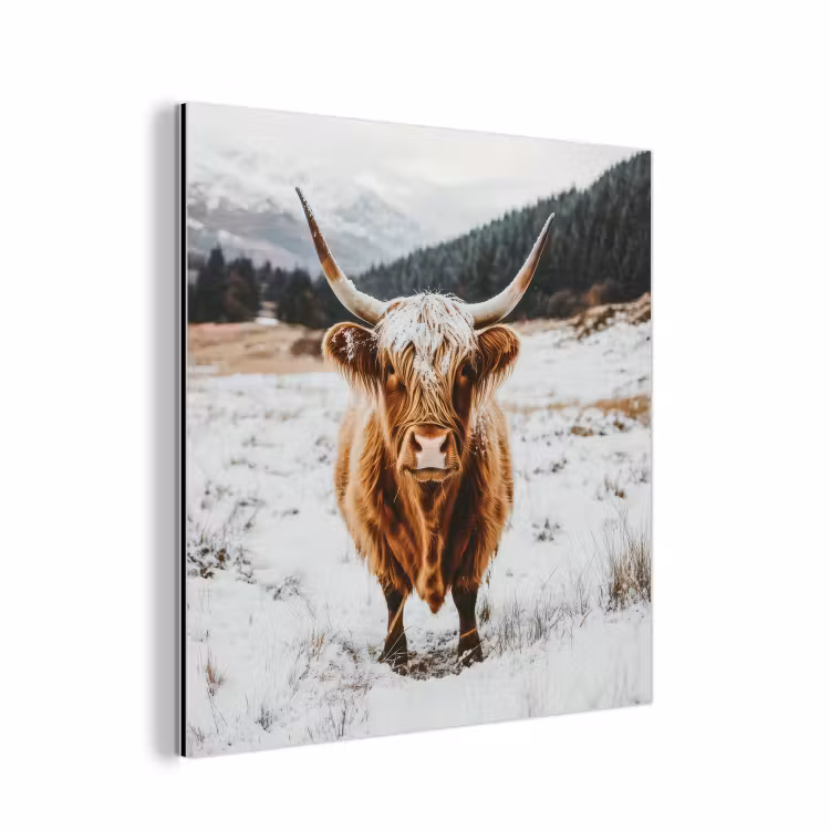 Schotse Hooglander - Landschap - Sneeuw - Bergen - Winter aluminium wit klein -3d