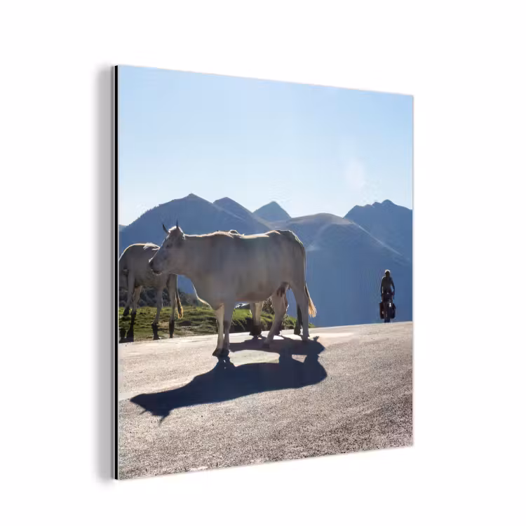 Schotse hooglander - Licht - Berg - Natuur aluminium wit klein -3d