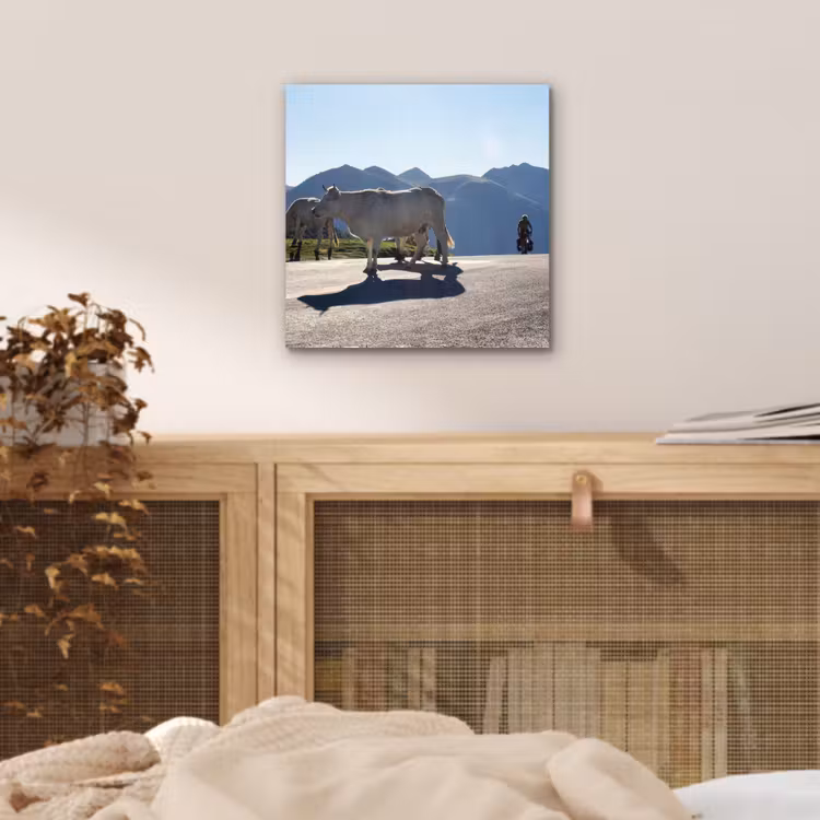 Schotse hooglander - Licht - Berg - Natuur aluminium wit klein -sfeer3