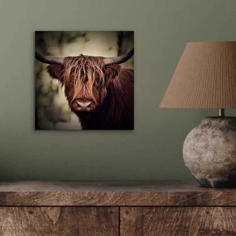 Schotse hooglander - Licht - Portret - Natuur aluminium wit klein -sfeer2