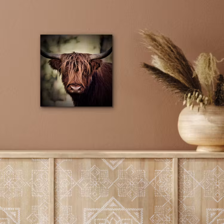 Schotse hooglander - Licht - Portret - Natuur aluminium wit klein -sfeer4