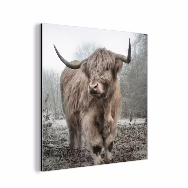Schotse hooglander - Natuur - Herfst - Dieren - Wild - Bos aluminium wit klein -3d