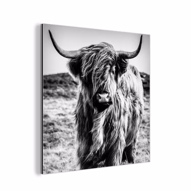 Schotse hooglander - Natuur - Koe - Zwart - Wit aluminium wit klein -3d