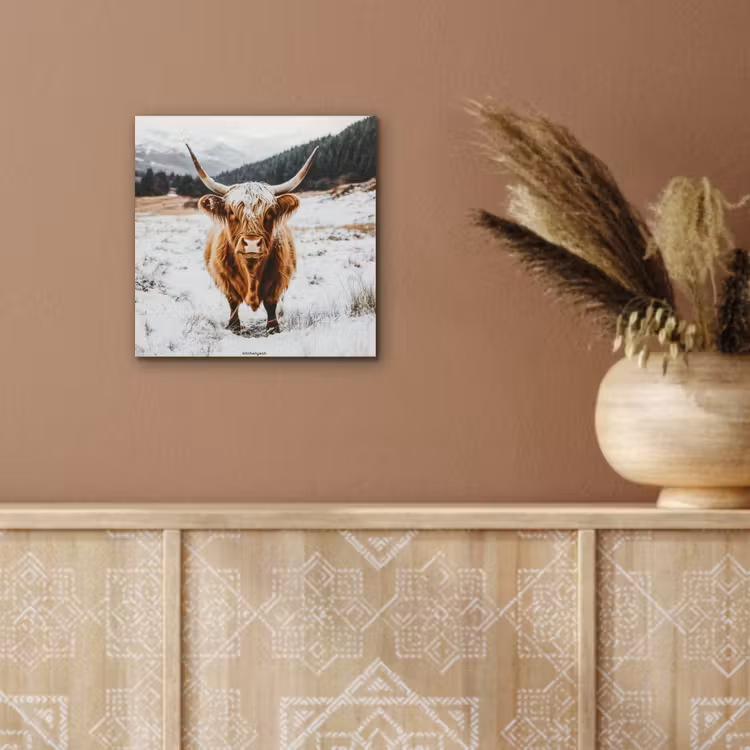 Schotse Hooglander - Sneeuw - Winter - Dieren aluminium wit klein -sfeer4