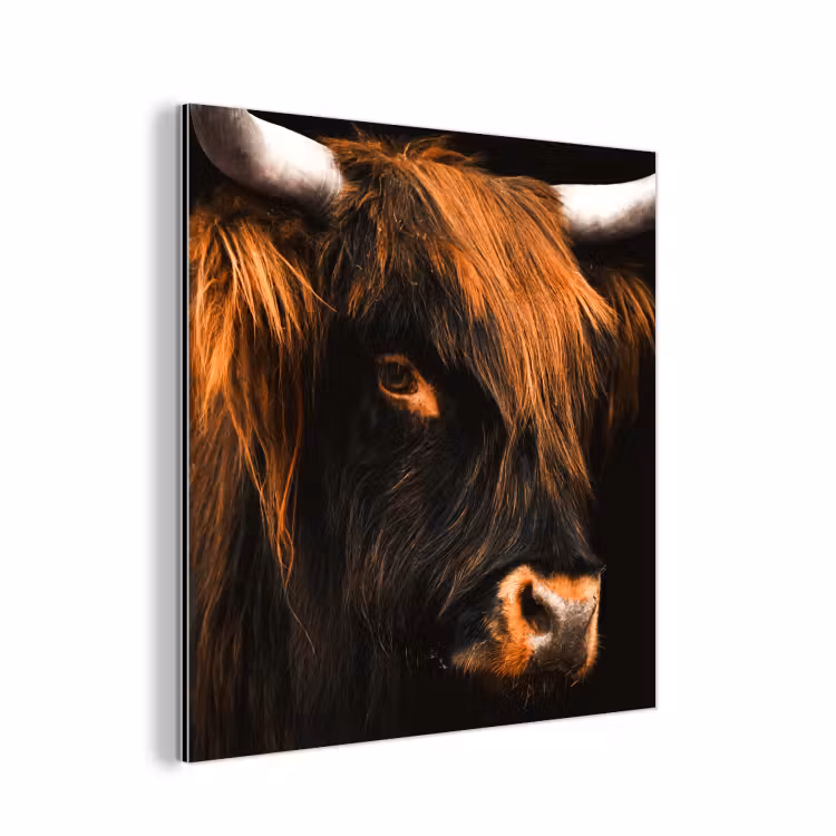 Schotse hooglander - Zwart - Koe - Hoorn - Dieren aluminium wit klein -3d
