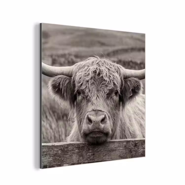 Schotse hooglander - Zwart - Wit - Hout aluminium wit klein -3d