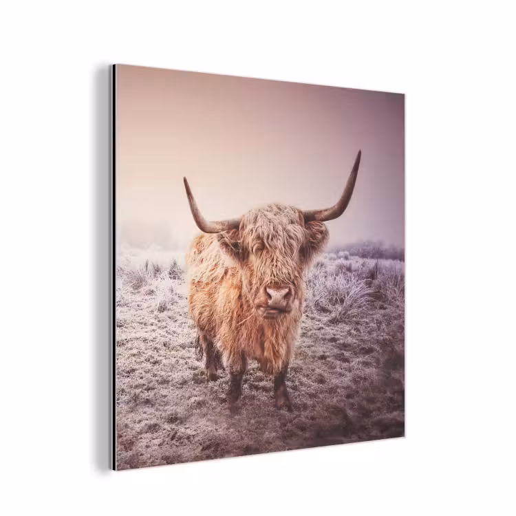 Schotse hooglanders - Licht - Lucht - Natuur aluminium wit klein -3d