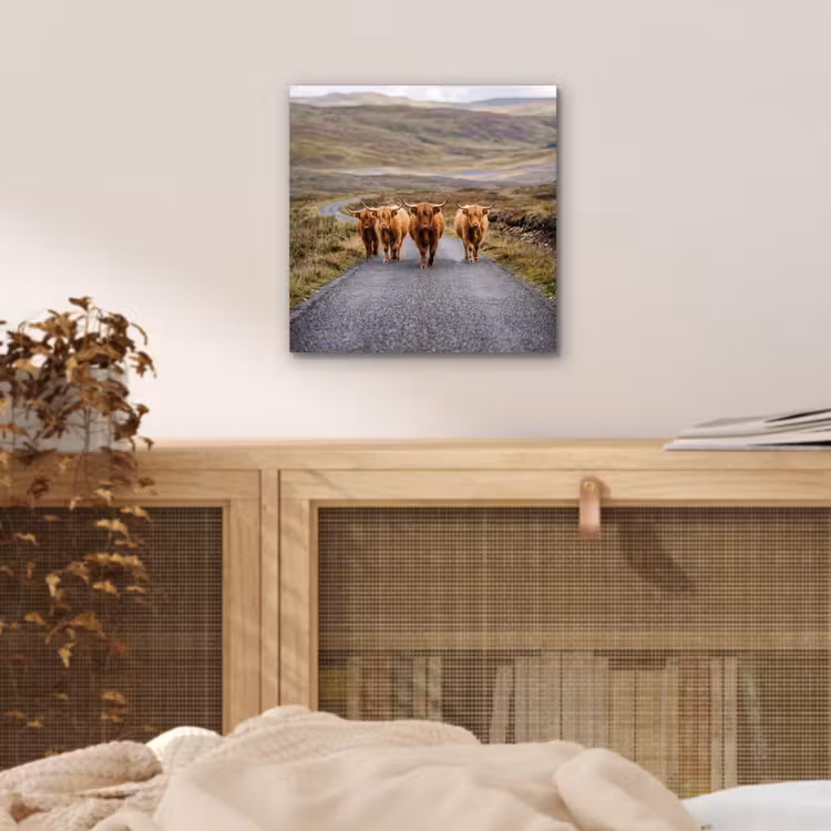 Schotse Hooglanders - Weg - Landschap - Kudde aluminium wit klein -sfeer3