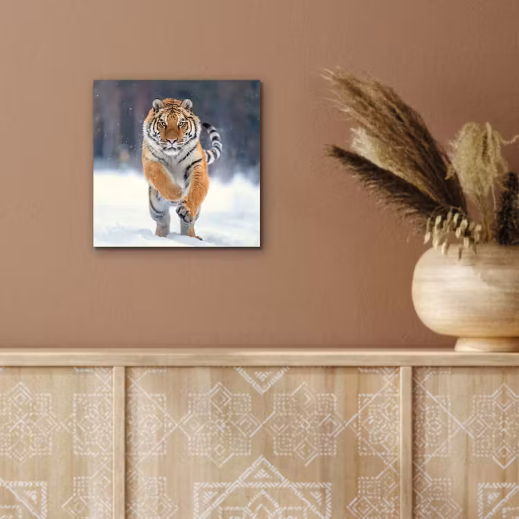 Tijger - Landschap - Sneeuw - Winter - Dieren aluminium wit klein -sfeer4