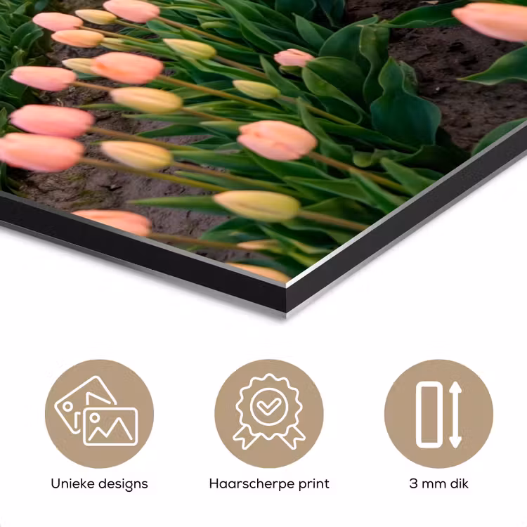 Tulpen - Landschap - Roze aluminium wit klein -closeup_NL