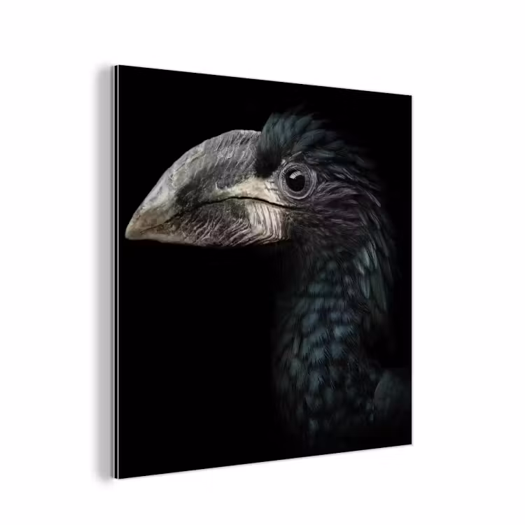 Vogel - Portret - Neushoornvogel - Zwart - Dieren aluminium wit klein -3d