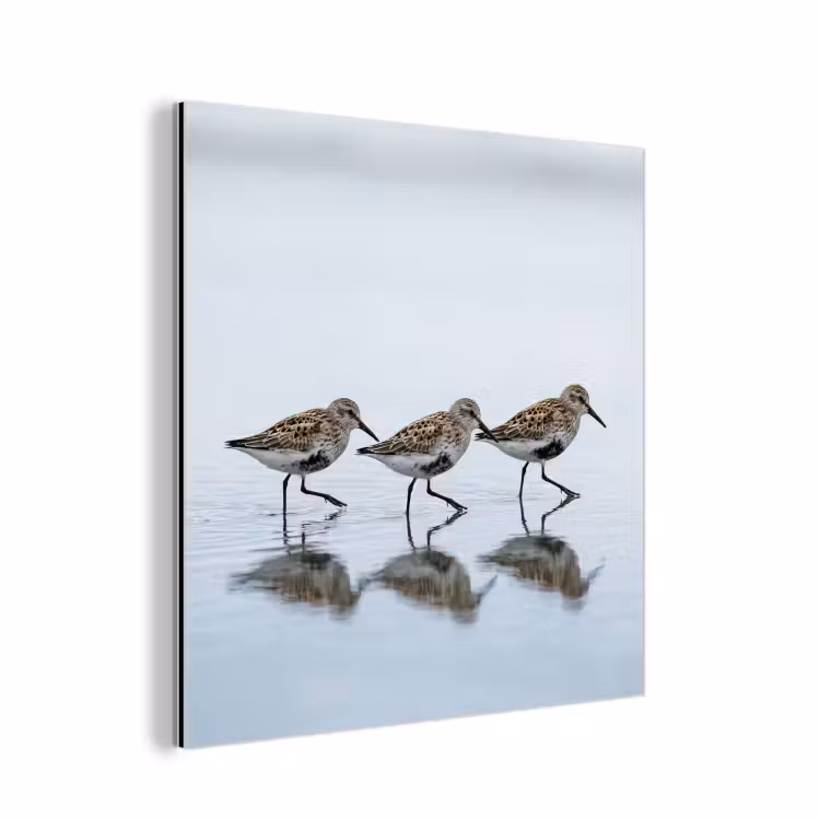Vogels - Water - Grijs aluminium wit klein -3d