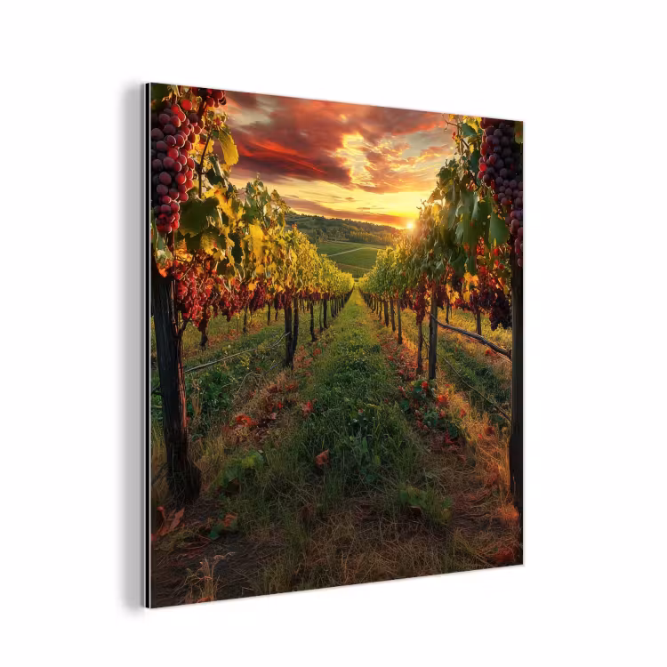 Wijngaard - Druiven - Zonsondergang aluminium wit klein -3d