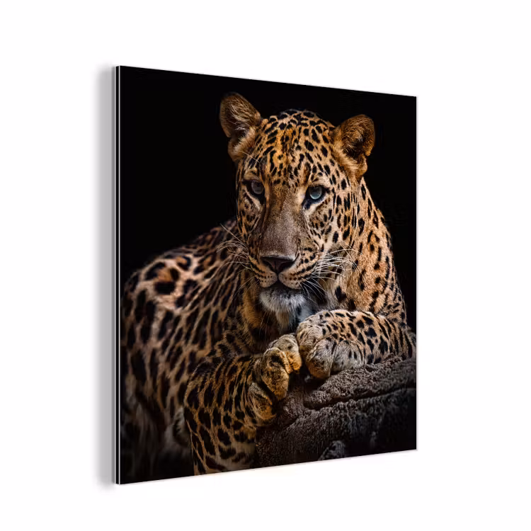 Wilde dieren - Panter - Portret - Zwart - Dieren aluminium wit klein -3d