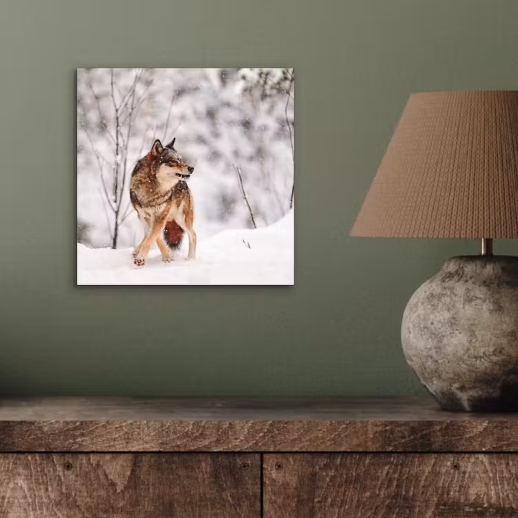 Wolf - Winter - Sneeuw - Natuur - Dieren aluminium wit klein -sfeer2