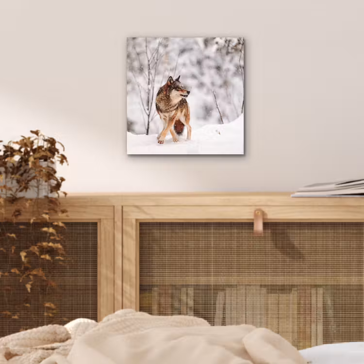 Wolf - Winter - Sneeuw - Natuur - Dieren aluminium wit klein -sfeer3