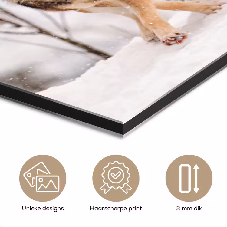 Wolf - Winter - Sneeuw - Natuur - Dieren aluminium wit klein -closeup_NL