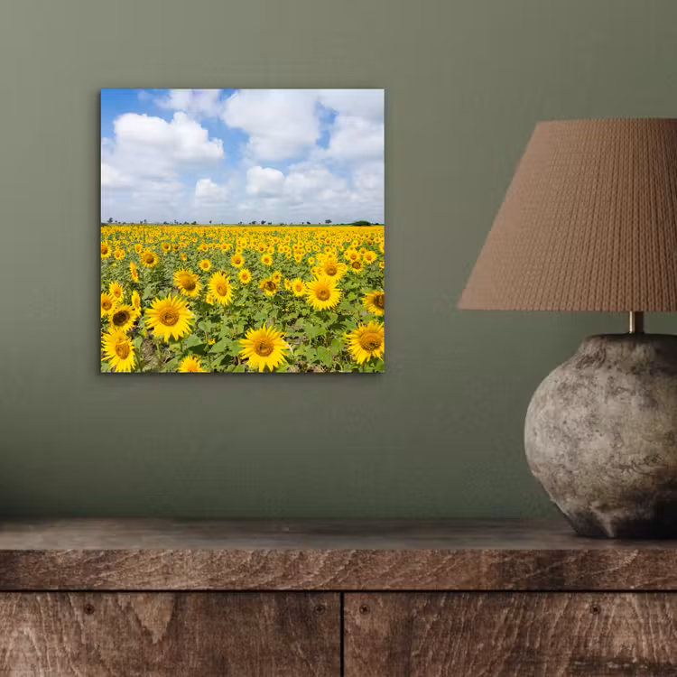 Zonnebloemen - Bloemen - Wolken - Natuur - Geel - Landschap aluminium wit klein -sfeer2