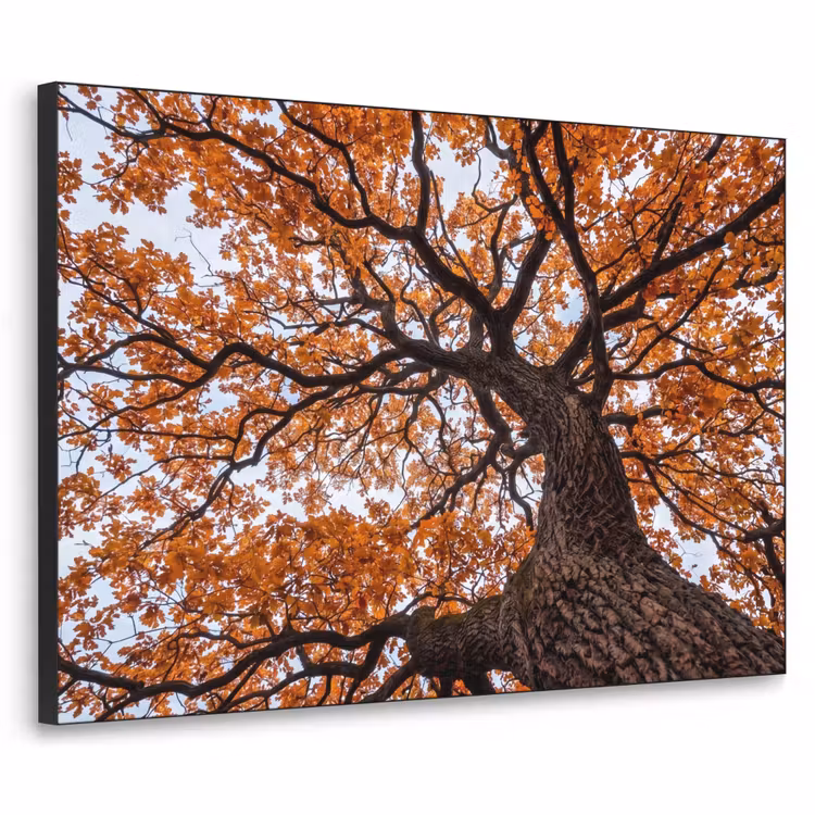 Boom - Bladerdak - Herfst - Oranje - Sfeervol Textielframe zwart klein -3d