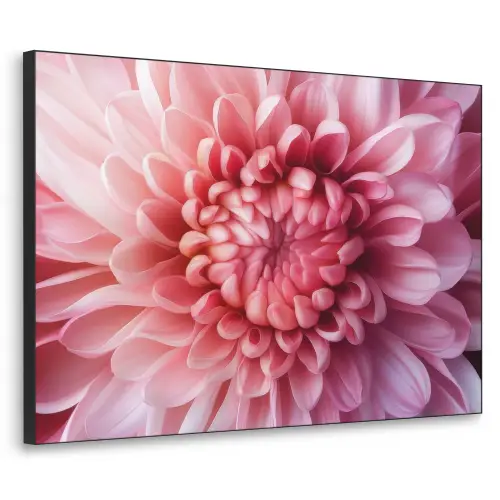 Dahlia - Bloem - Close up - Roze Textielframe zwart klein -3d