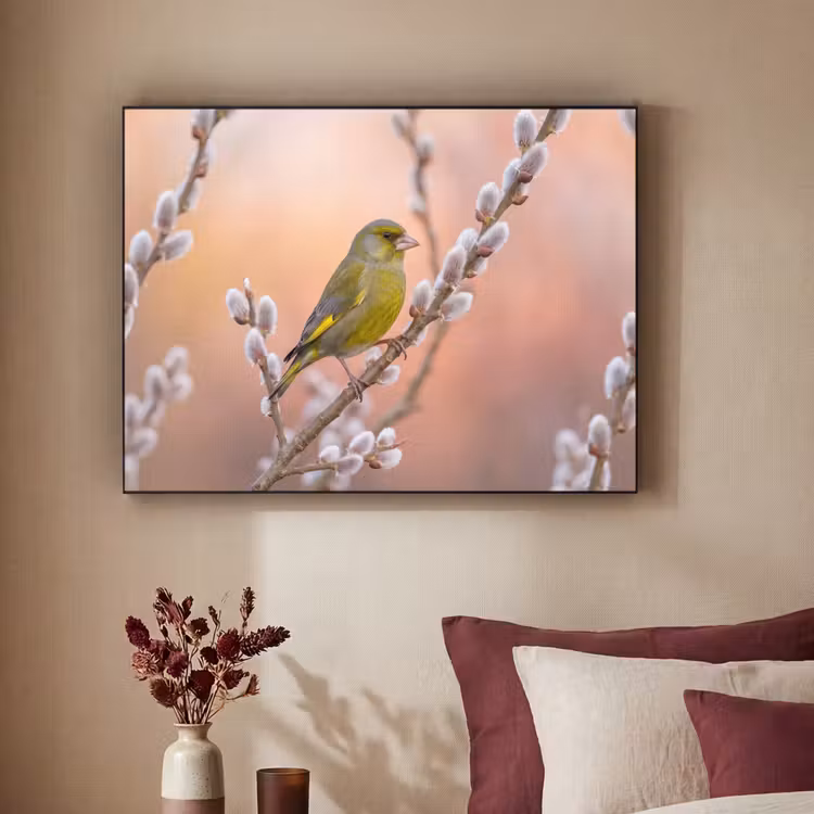 Groenling - Katjes - Lente - Natuur - Zacht Textielframe zwart klein -sfeer1