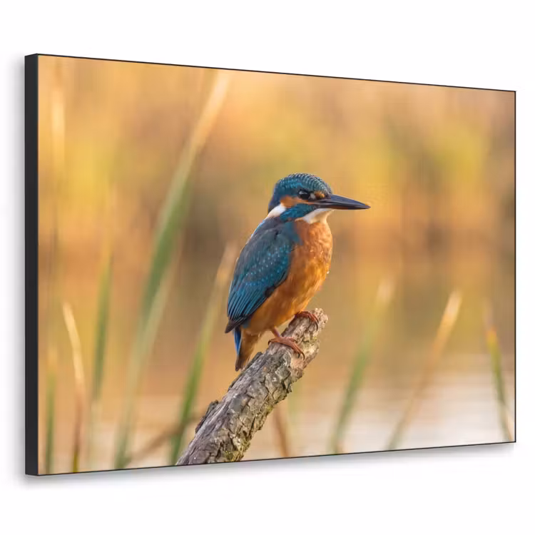 IJsvogel - Tak - Water - Kleurrijk - Levendig Textielframe zwart klein -3d