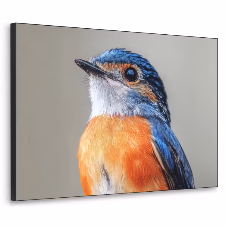 Kleurrijk - Vogeltje - Veren - Blauw Textielframe zwart klein -3d