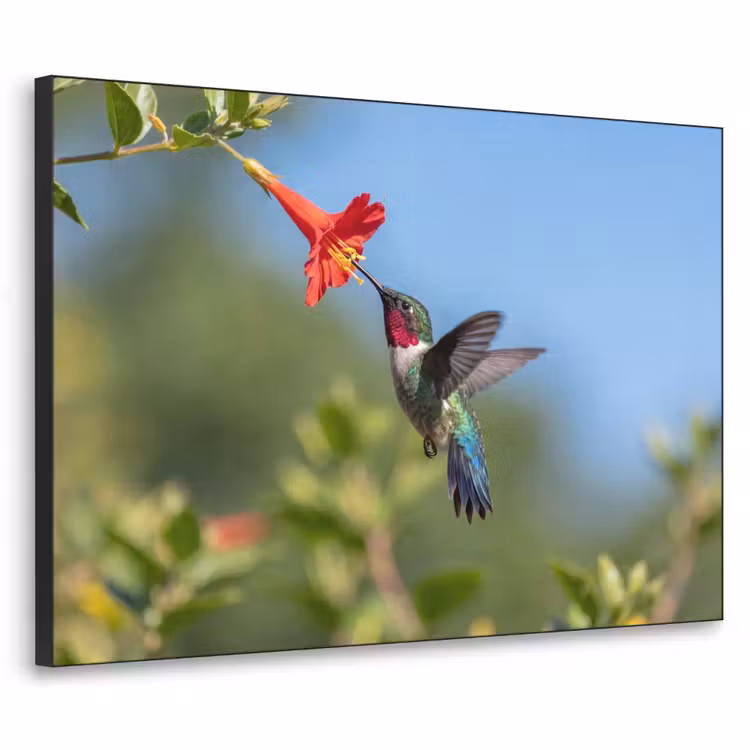 Kolibrie - Bloem - Natuur - Groen Textielframe zwart klein -3d