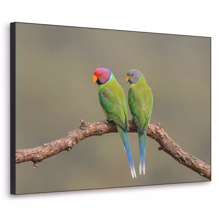 Papagaai - Tak - Natuur - Kleurrijk Textielframe zwart klein -3d