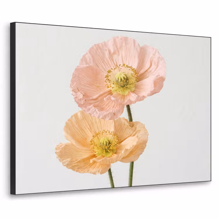 Papavers - Botanisch - Roze Textielframe zwart klein -3d