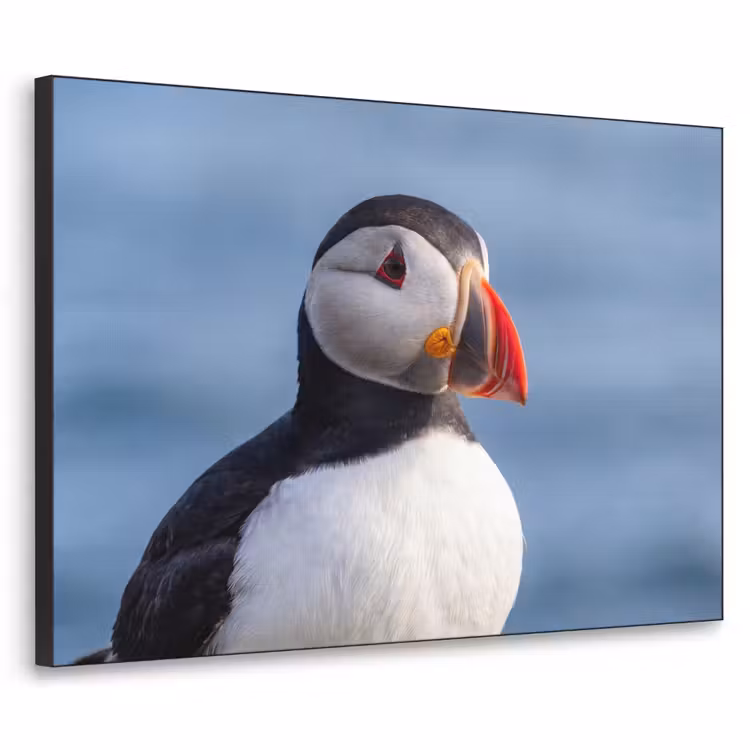 Papegaaiduiker - Portret - Natuur Textielframe zwart klein -3d
