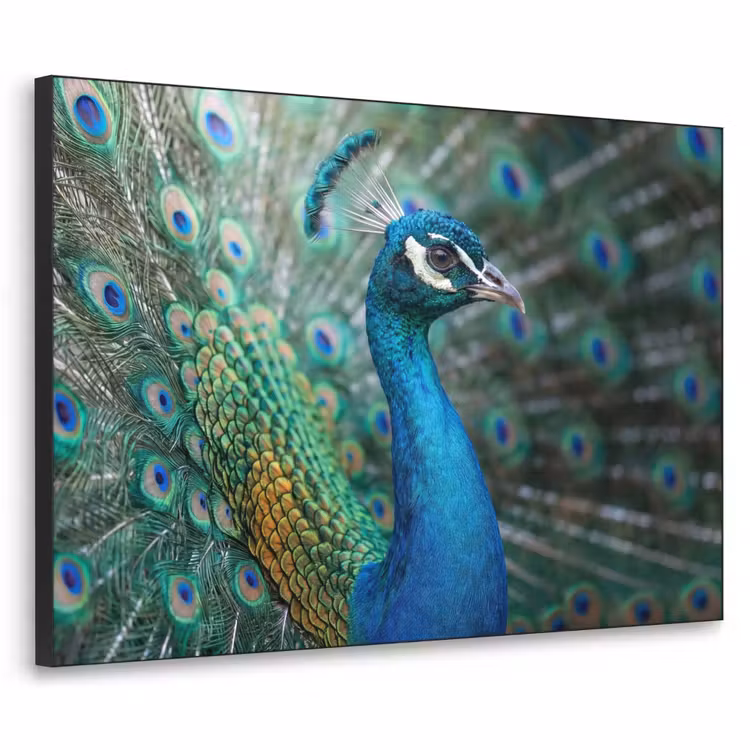 Pauw - Veren - Blauw Textielframe zwart klein -3d