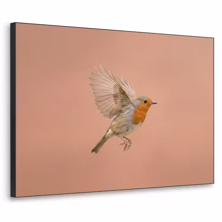 Roodborst - Natuur - Roze Textielframe zwart klein -3d