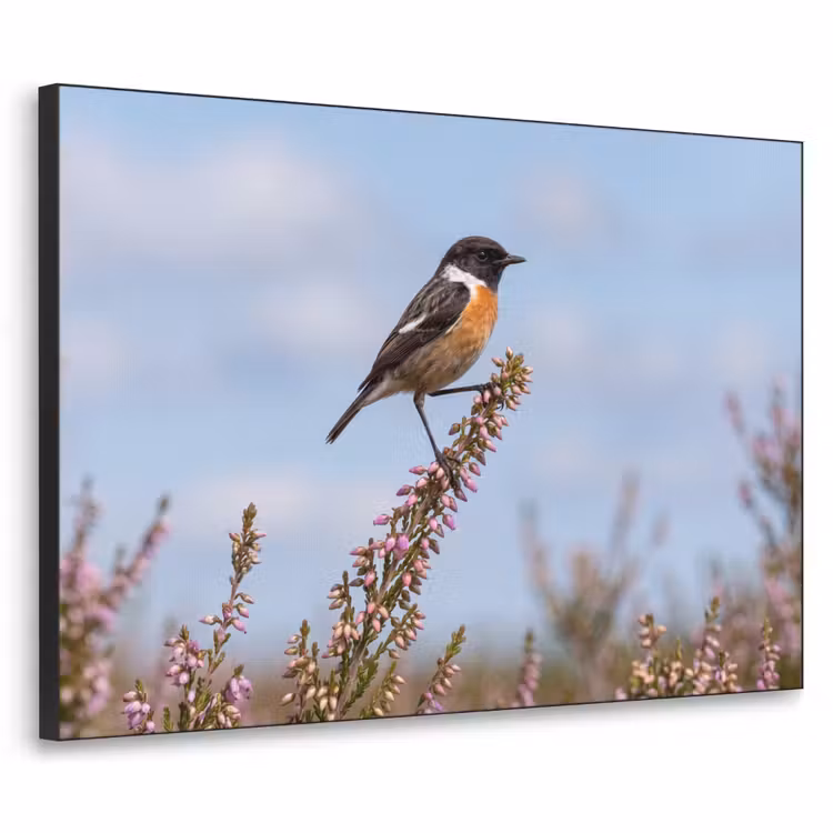 Roodborsttapuit - Heide - Paars - Natuur - Sfeervol Textielframe zwart klein -3d