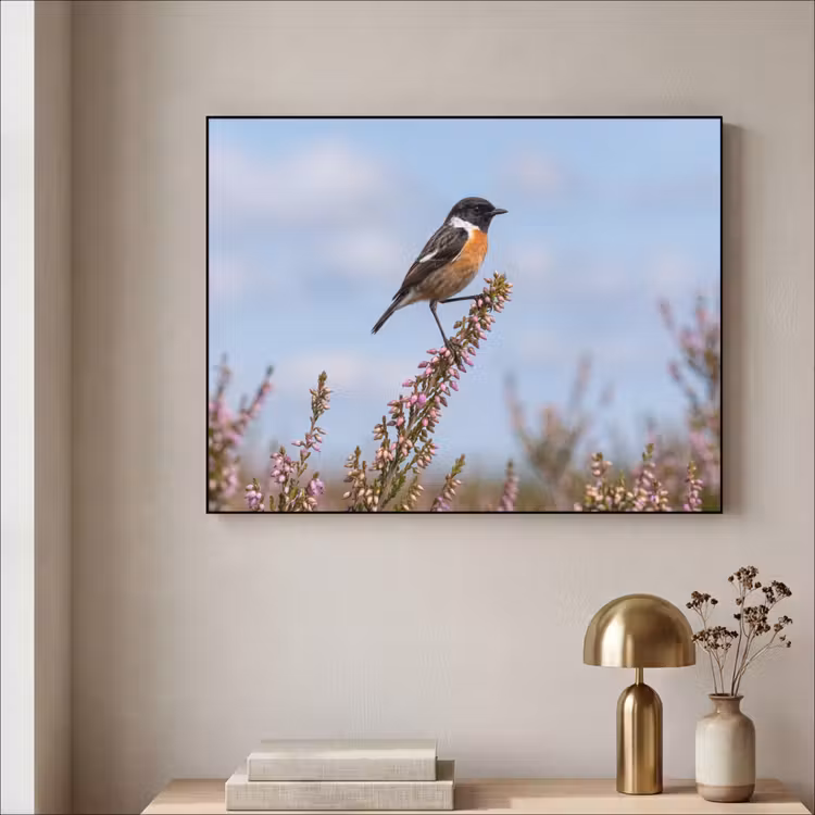 Roodborsttapuit - Heide - Paars - Natuur - Sfeervol Textielframe zwart klein -sfeer2