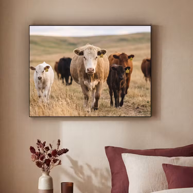 Runderen - Kudde - Landschap - Weide - Rustig Textielframe zwart klein -sfeer1