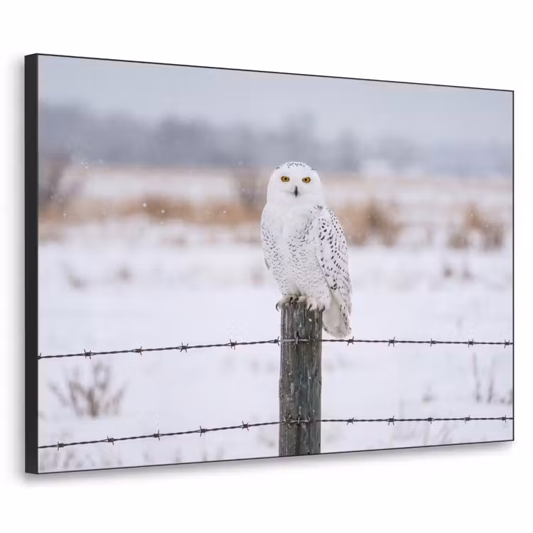Sneeuwuil - Hek - Sneeuw - Wit Textielframe zwart klein -3d