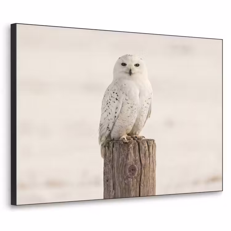 Sneeuwuil - Paal - Winter - Portret - Majestueus Textielframe zwart klein -3d