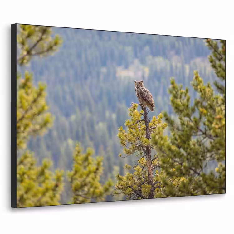Uil - Oehoe - Bomen - Natuur Textielframe zwart klein -3d