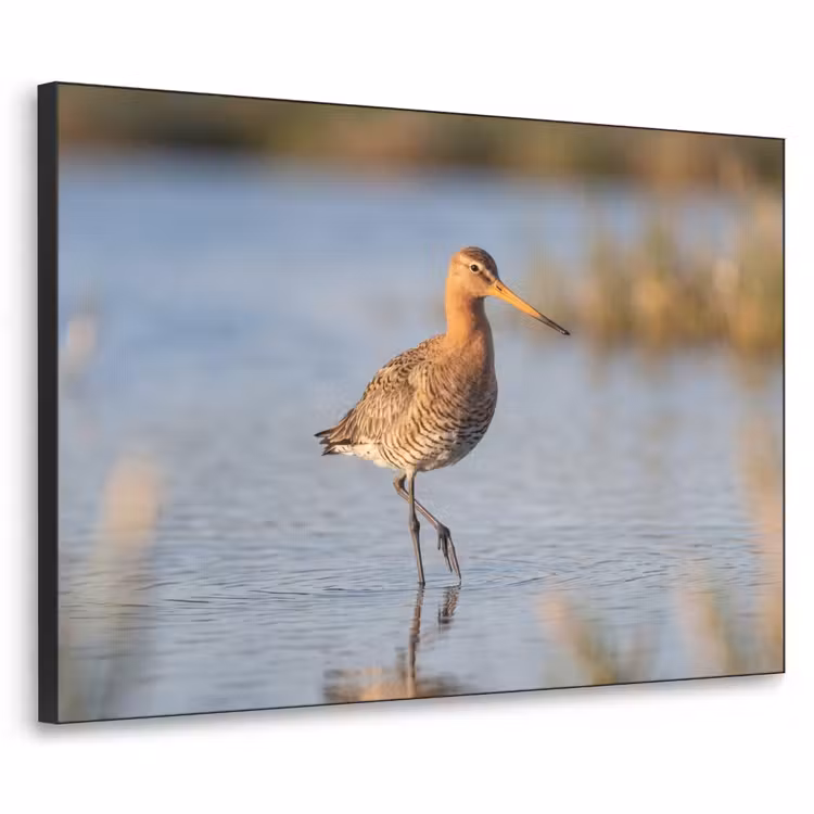Vogel - Steltloper - Water - Natuur Textielframe zwart klein -3d