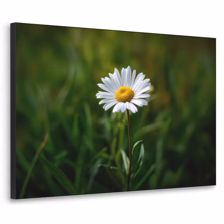 Wit - Madeliefje - Bloem - Gras Textielframe zwart klein -3d