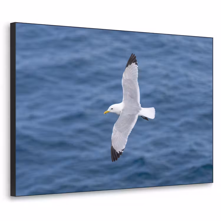 Zeemeeuw - Oceaan - Blauw Textielframe zwart klein -3d