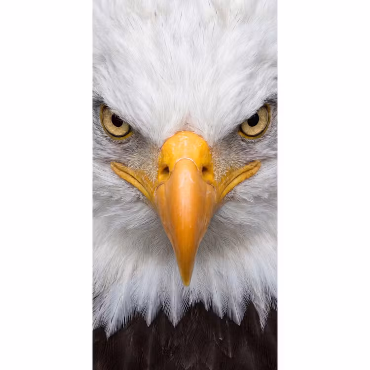 Amerikaans - Zeearend - Portret - Geel Behang Vlies klein -3d_website
