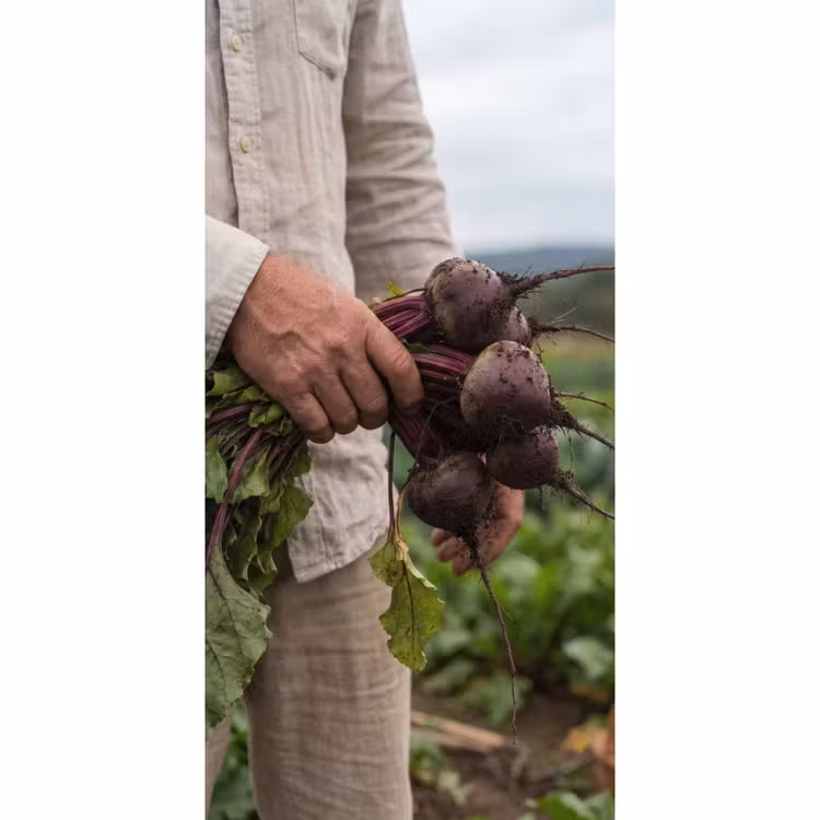 Bieten - Vers - Moestuin Behang Vlies klein -3d_website