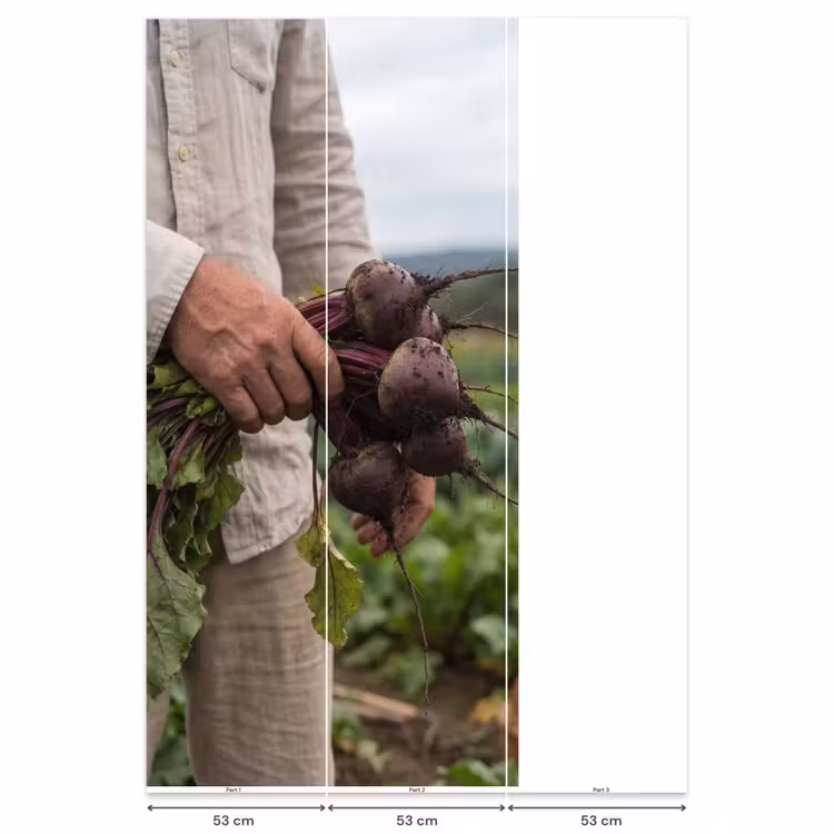 Bieten - Vers - Moestuin Behang Vlies klein -USP_banen